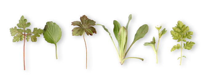 herbs herbs